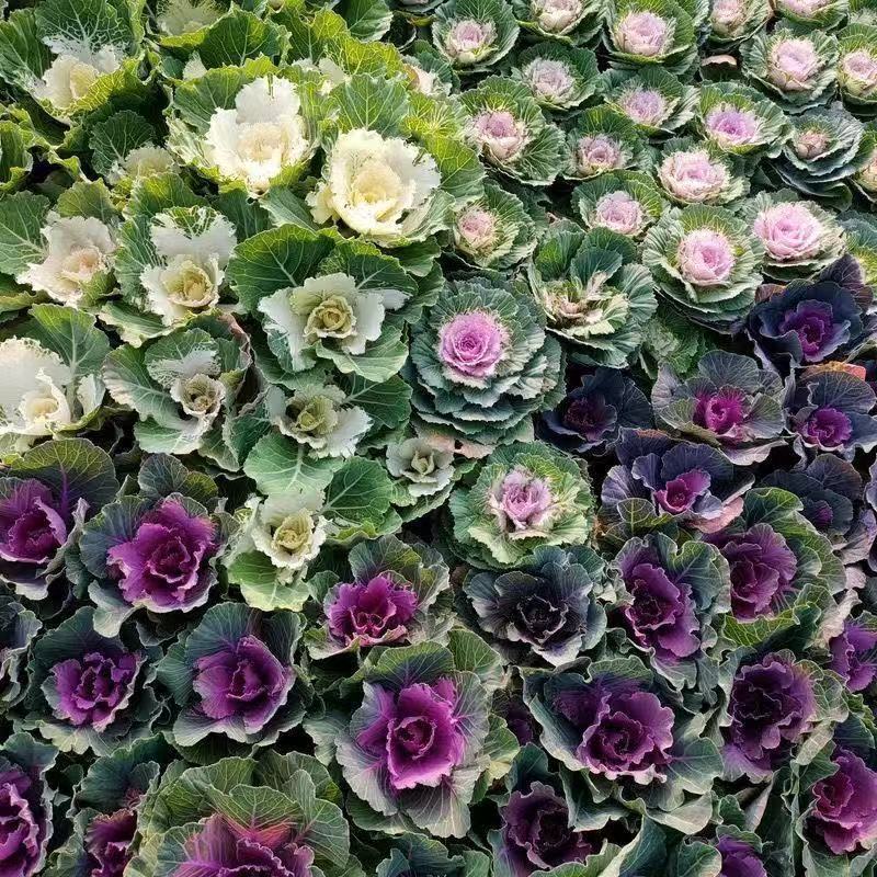 羽衣甘蓝盆栽冬季花卉耐寒庭院植物绿植阳台可食用羽衣甘蓝盆栽花