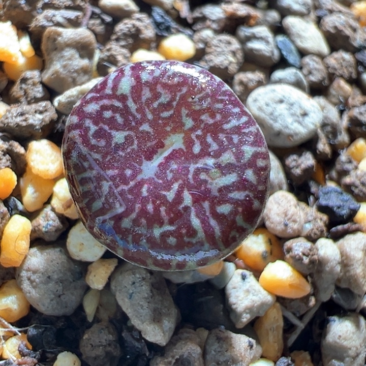 54。青蛙青花瓷 2年。红纹88折后价