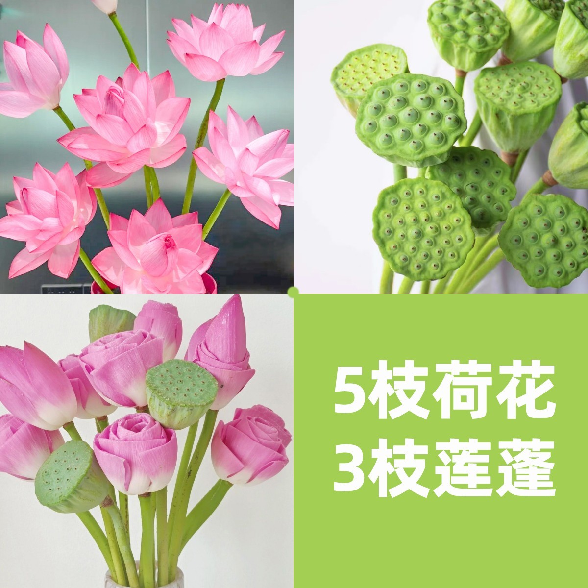 次日达 -【荷花莲蓬】5枝荷花3莲蓬鲜花鲜切花家居花批发三单送随机花瓶今天拍明天到装饰点缀生活