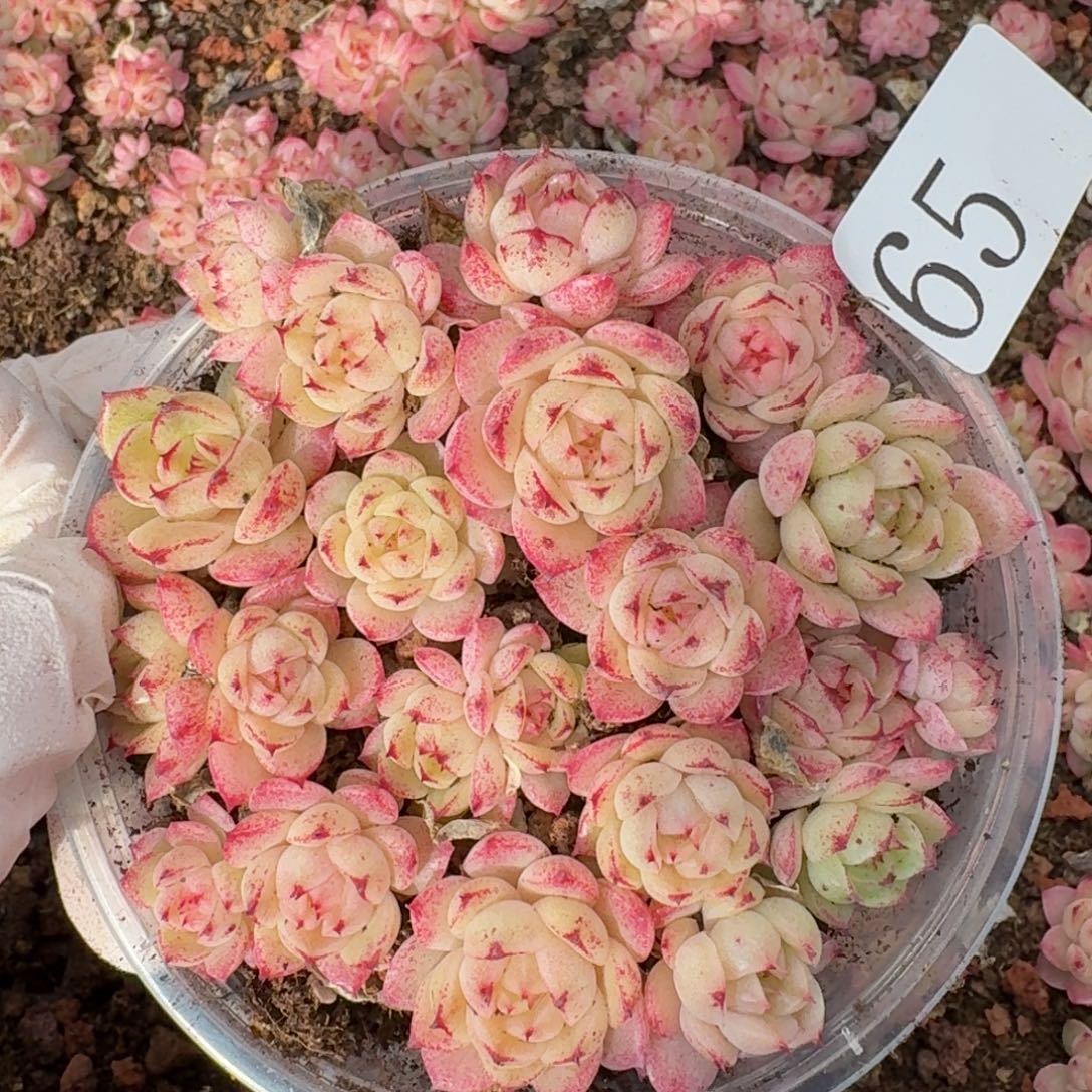 多肉植物多肉植物65