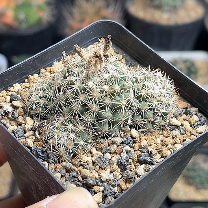 松球属实生球群一颗5.5公分