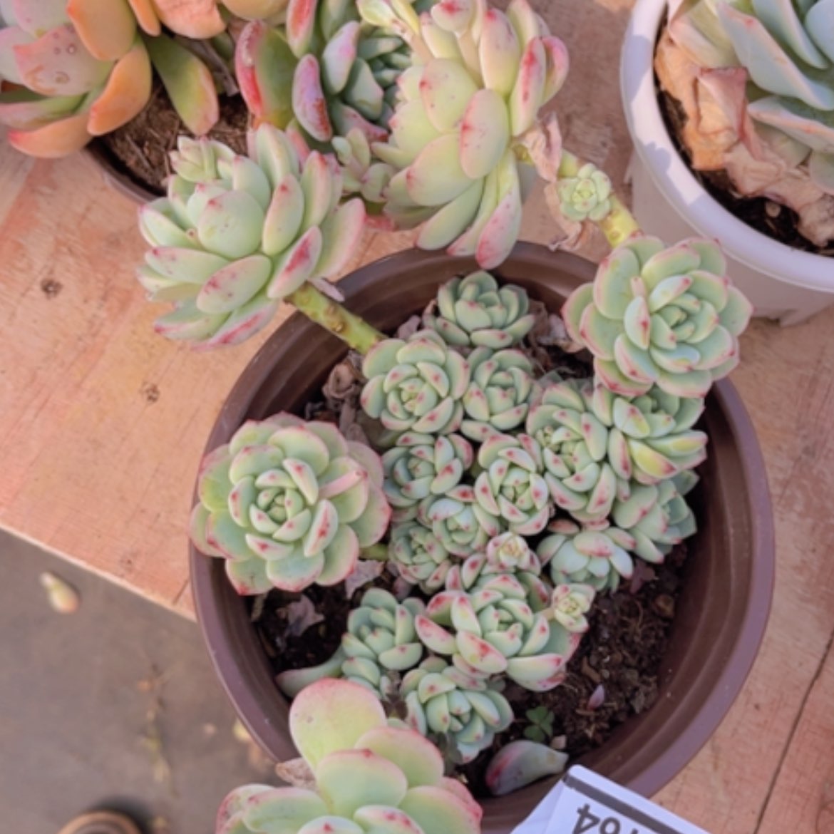 【闪购商品】香草07164