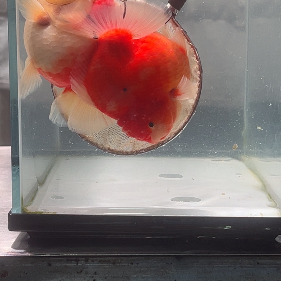 金鱼012。55552355555555