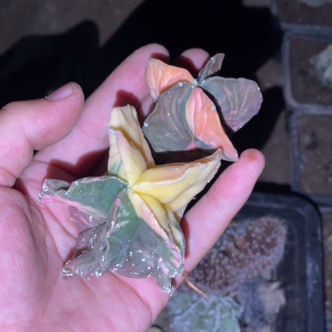 甜***心无花朵两棵随单 仙人球