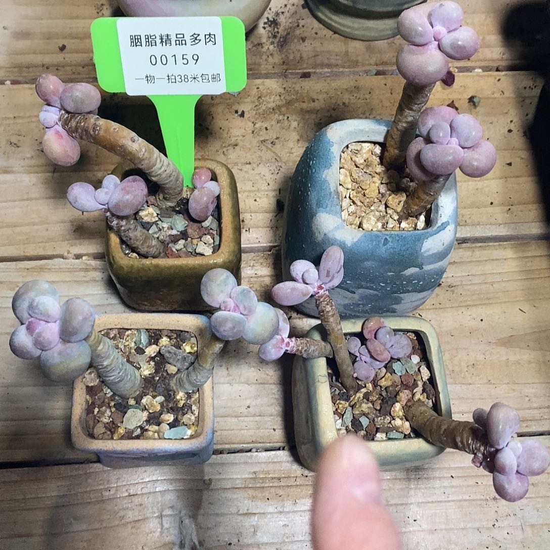 00159啊利润他恩昨日啊都烧烤吐