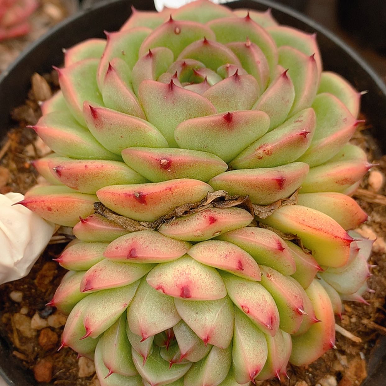 【闪购商品】云315