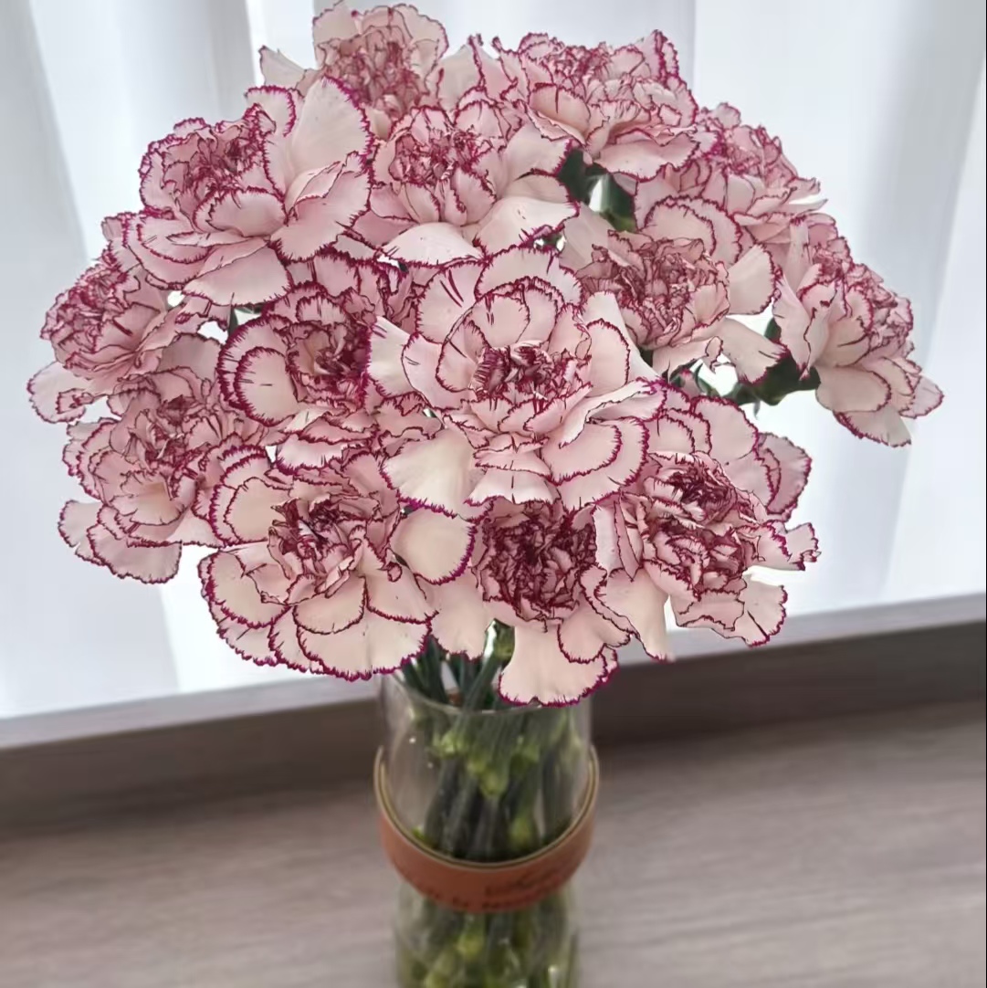 【紫精灵康乃馨20支】任意2单鲜花升级顺丰/德邦