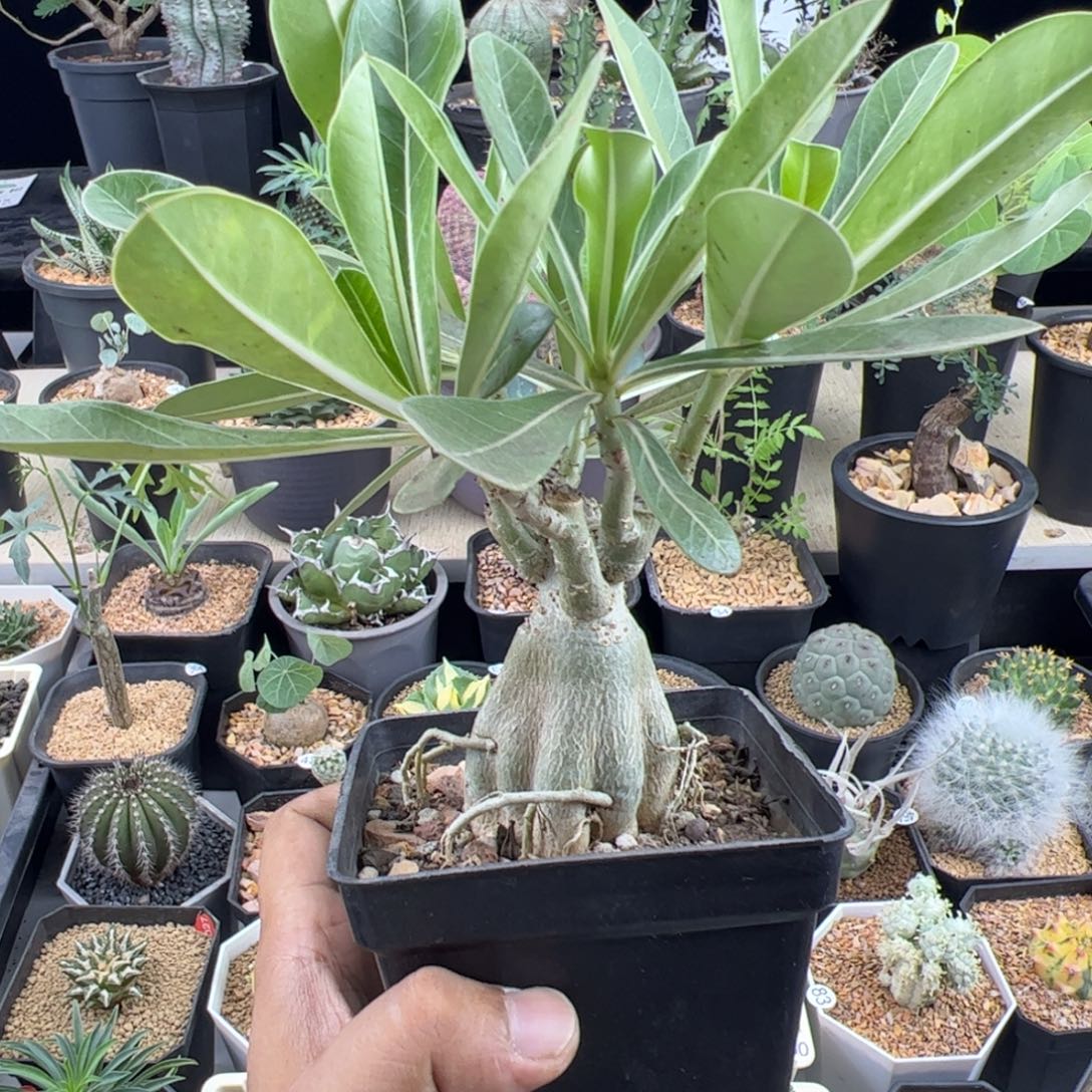 哥斯拉沙漠玫瑰一物一拍带盆发
