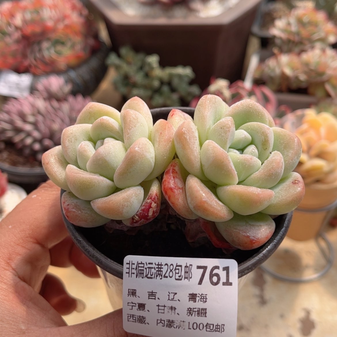 【闪购商品】761冰玉