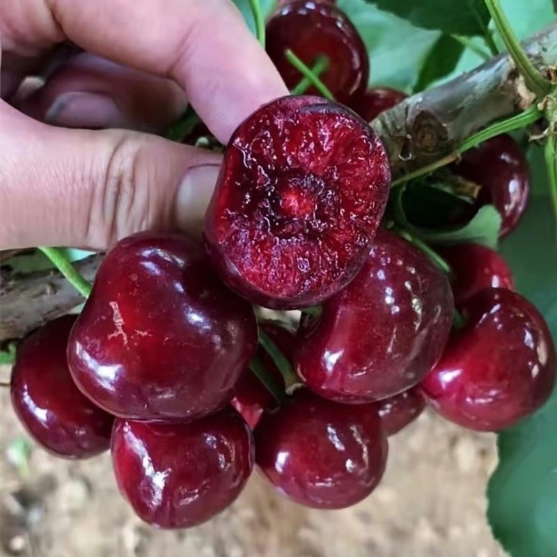 黑珍珠车厘子大樱桃树苗盆栽地栽南北方种植耐寒新品种桑提娜辉煌