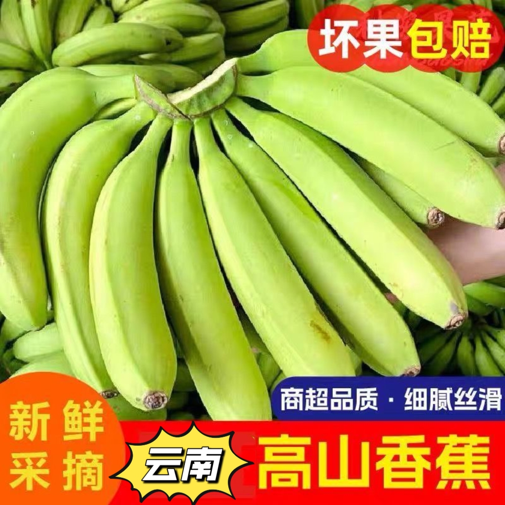 云南香蕉  高山新鲜采摘生态种植青皮青蕉软糯香甜5斤起 需要催熟