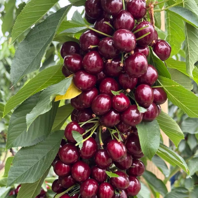 【一物一拍】嫁接车厘子大樱桃果树苗南方北方可种植盆栽地栽