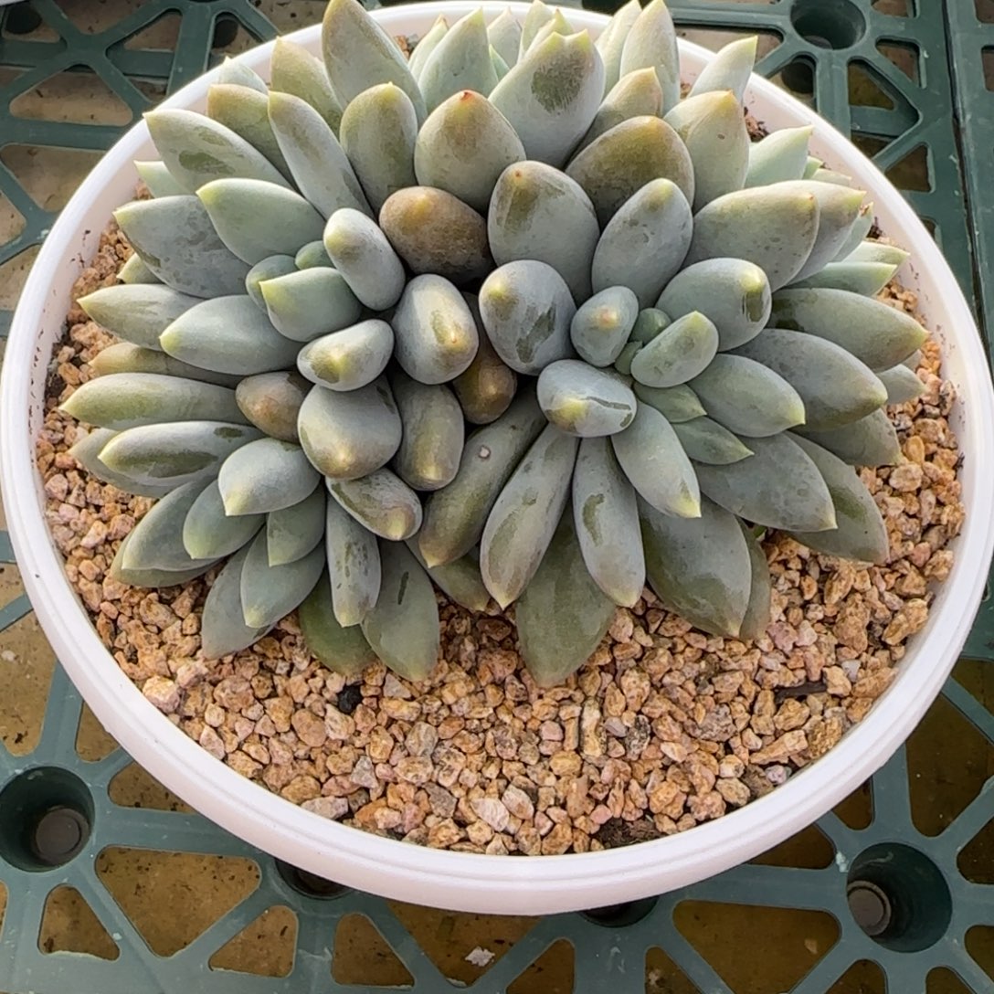 哥特多肉植物多肉