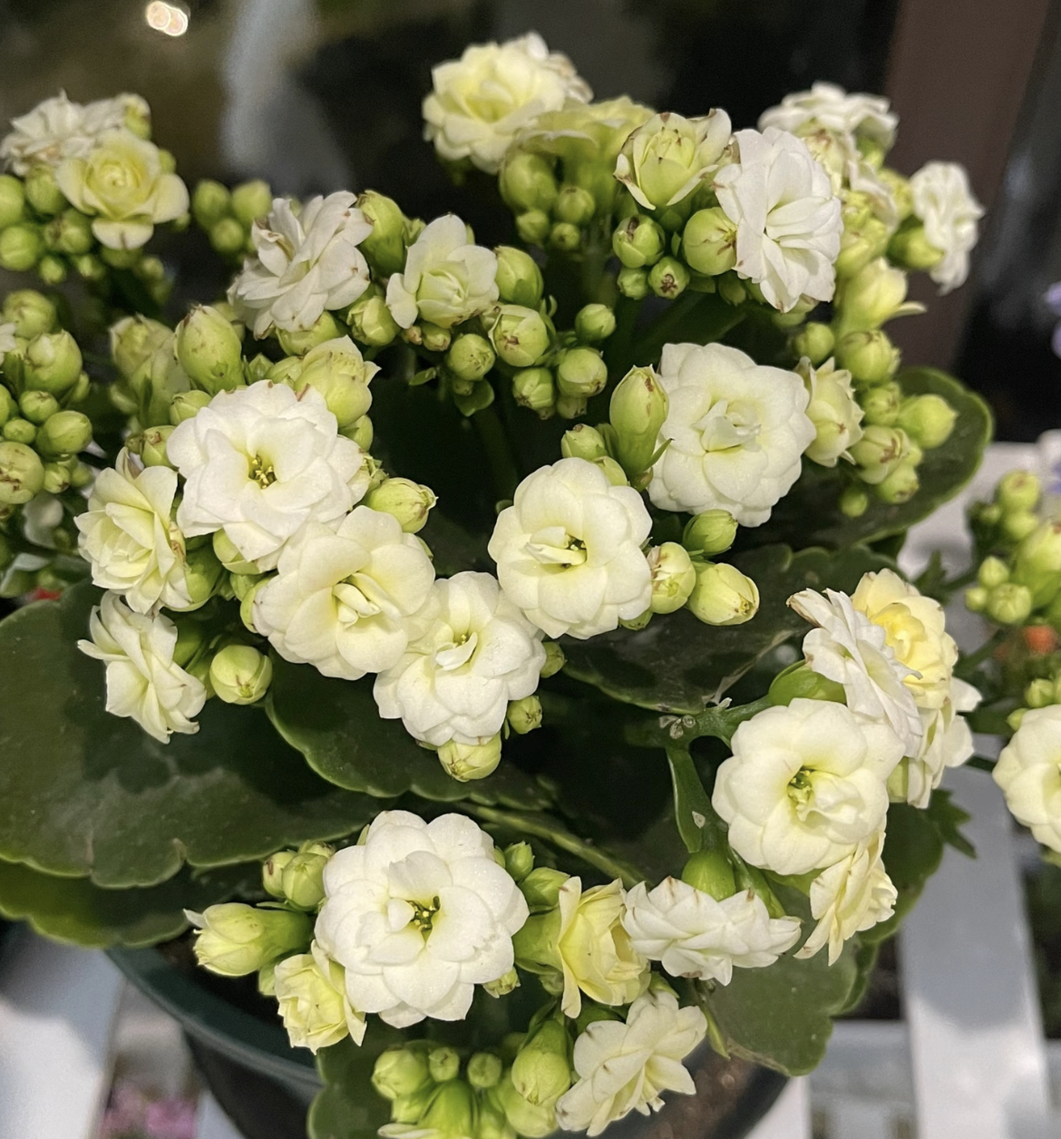 【香草冰淇淋】110杯长寿花（全场任意两单起发）