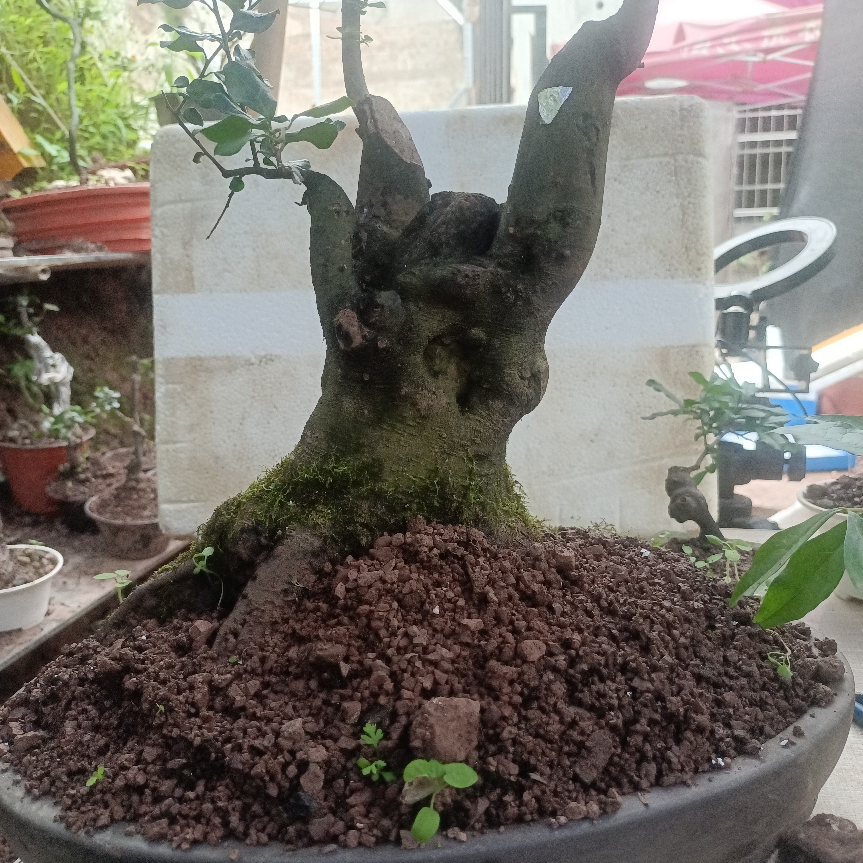 金蛋子盆栽碳化老桩