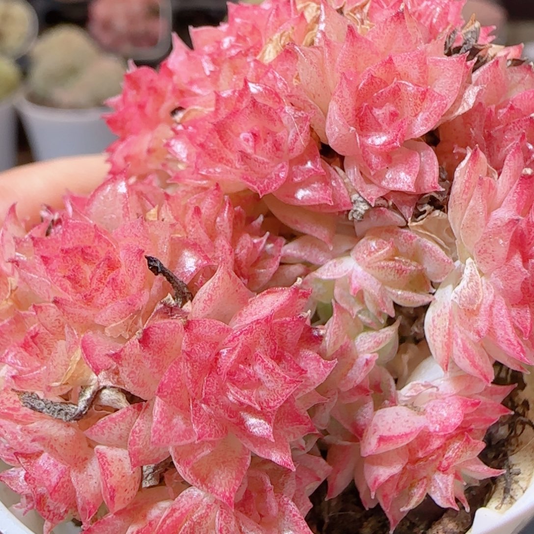 花语多肉1226-103散