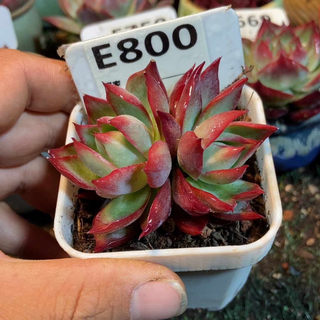 惊鸿一瞥800号楼