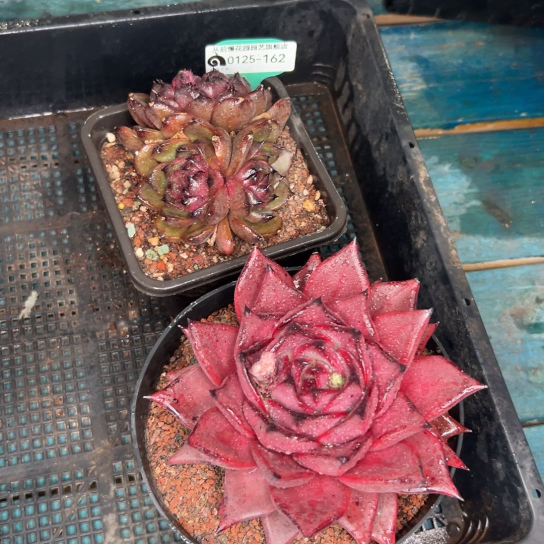 多肉一物一拍编号0125-162