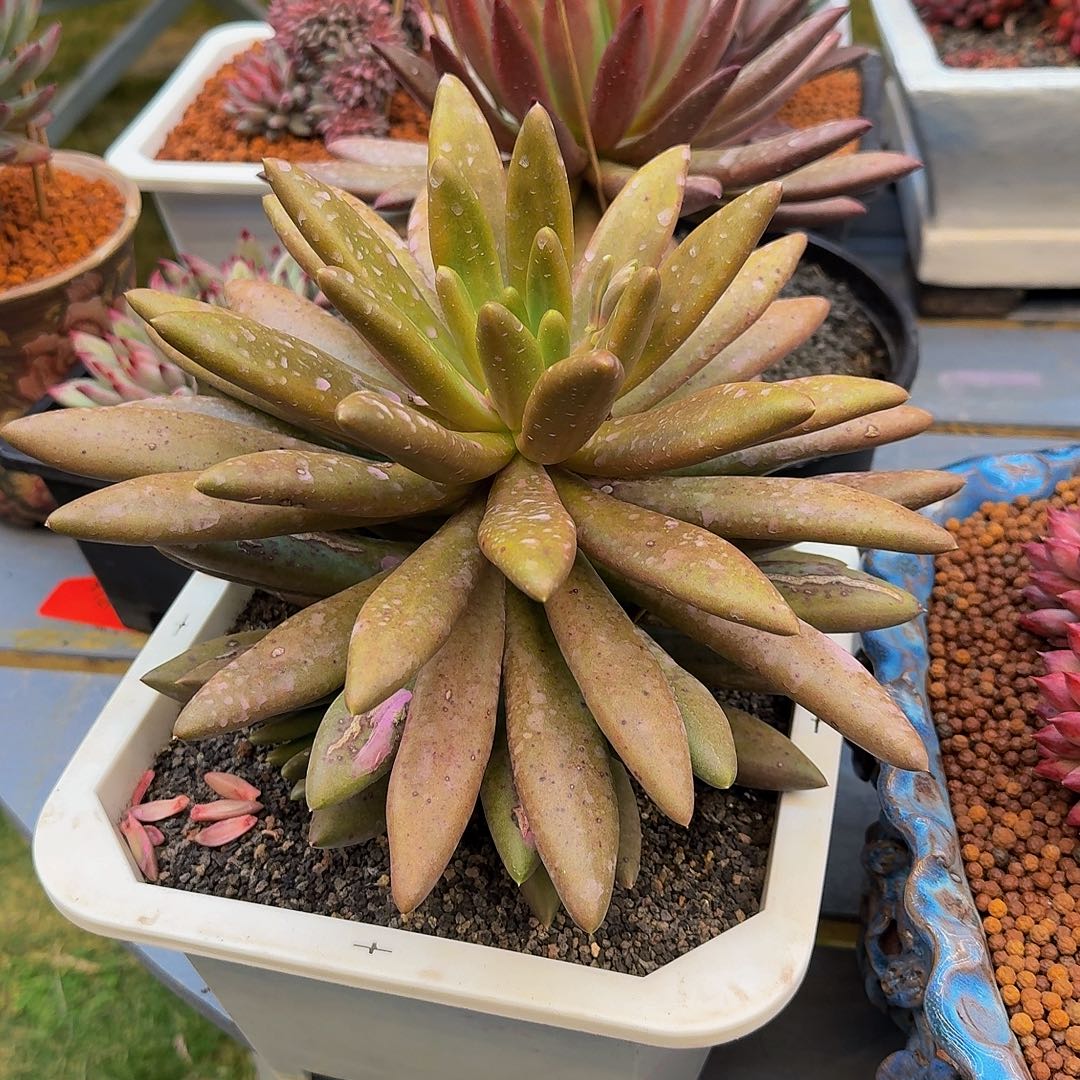 朵唯飞薯条一颗竞拍