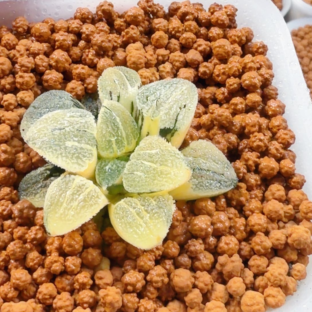 ༄***࿐无花朵十二卷雪之理锦