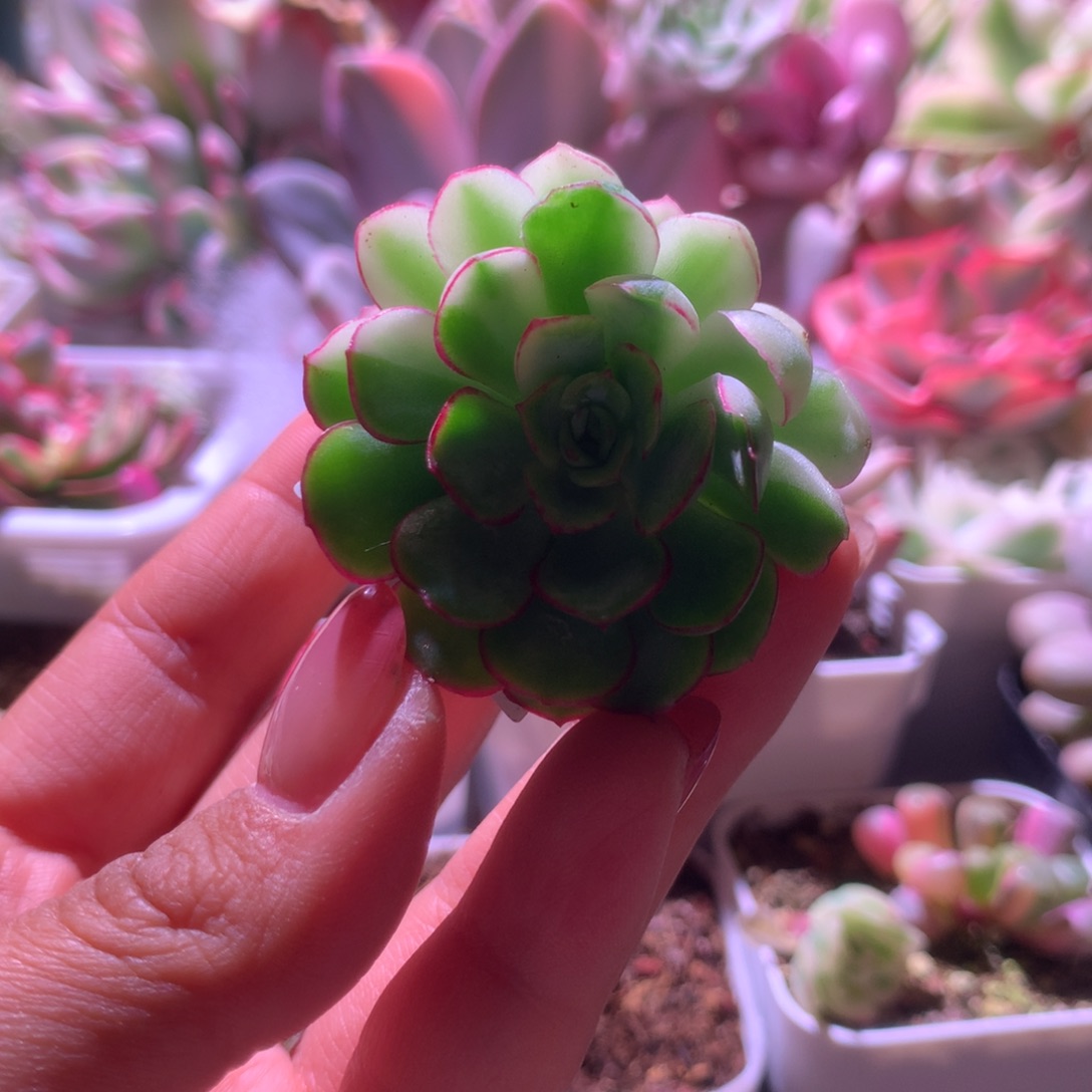 小红衣杂交锦有杆子