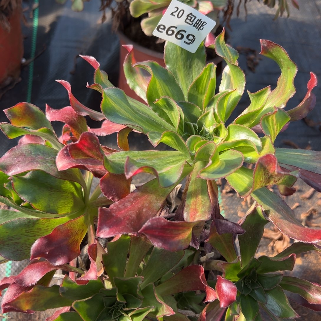 灰***石669魅影中斑，满20包邮嘟叮熊