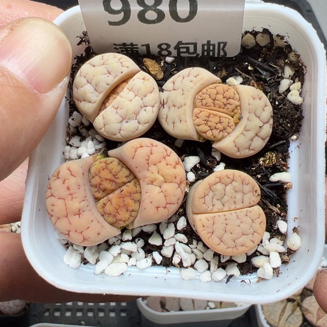 【闪购商品】980……