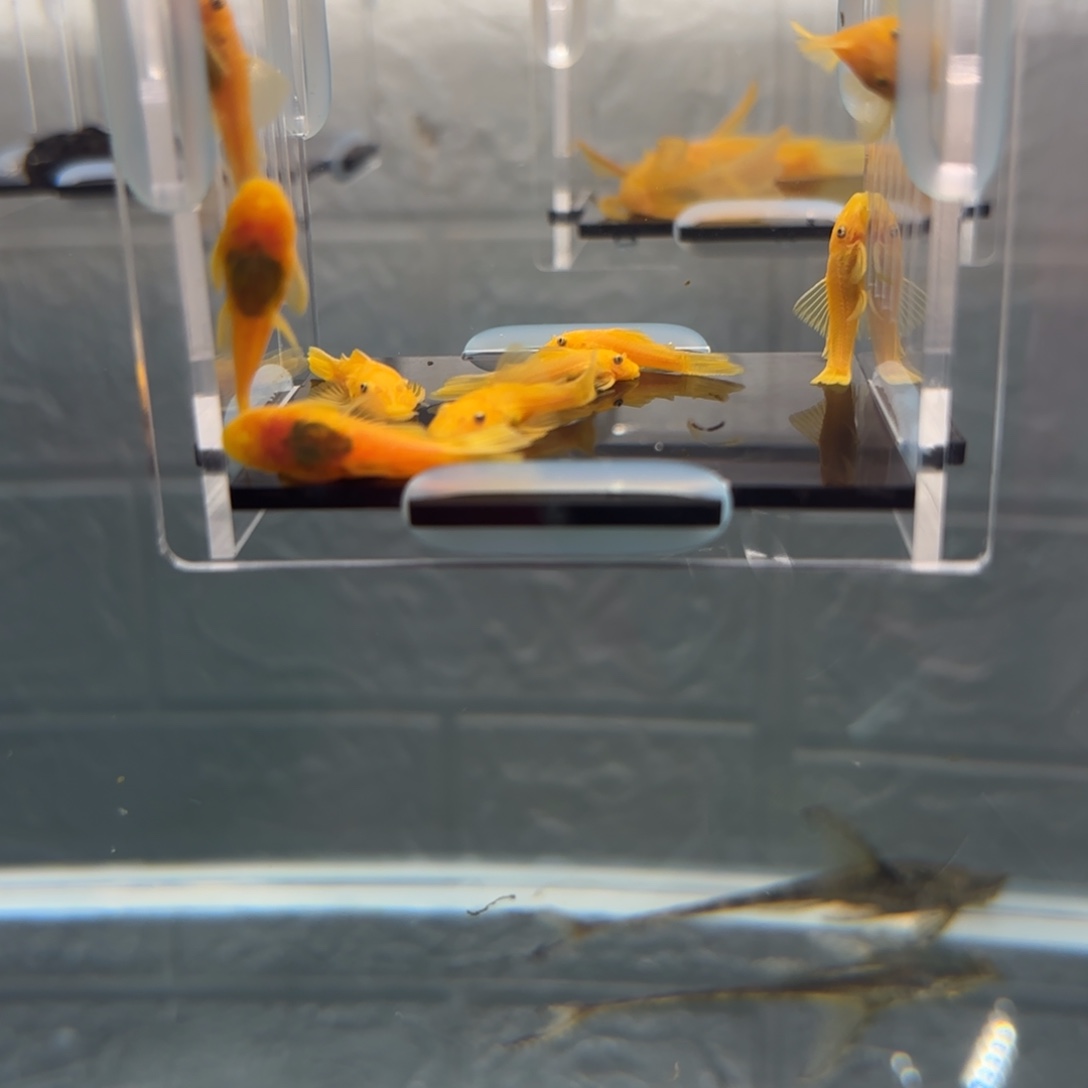 清道夫鱼3左右胡子10条，中通