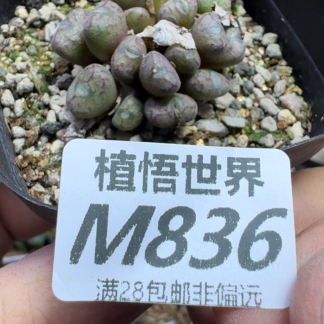 多肉植物的人生fhh