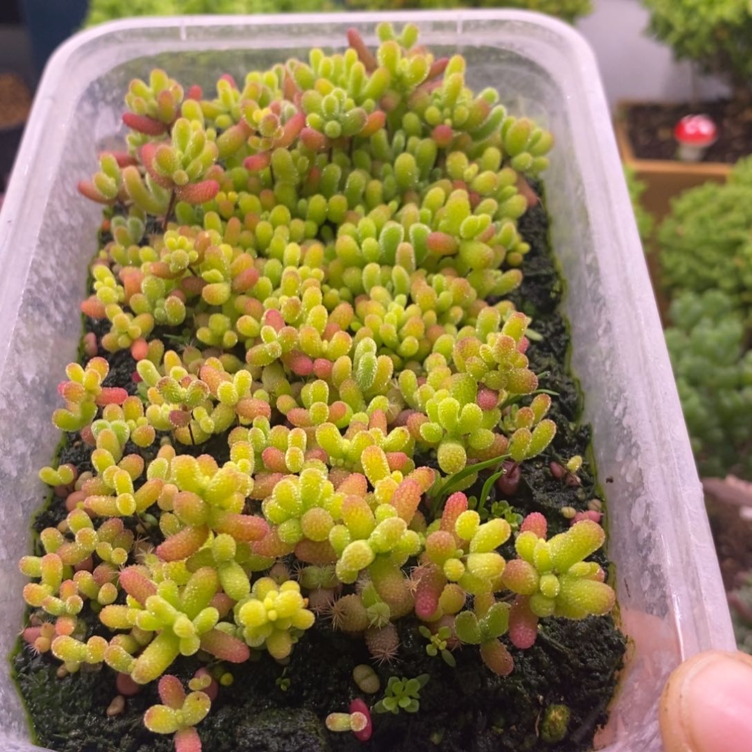 ʚ****?809混合小苗。       