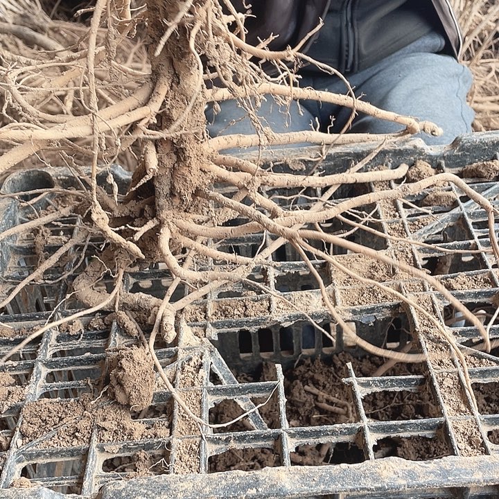 完全开放牡丹花一物一拍