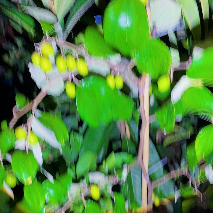 锋***少完全开放果树8888