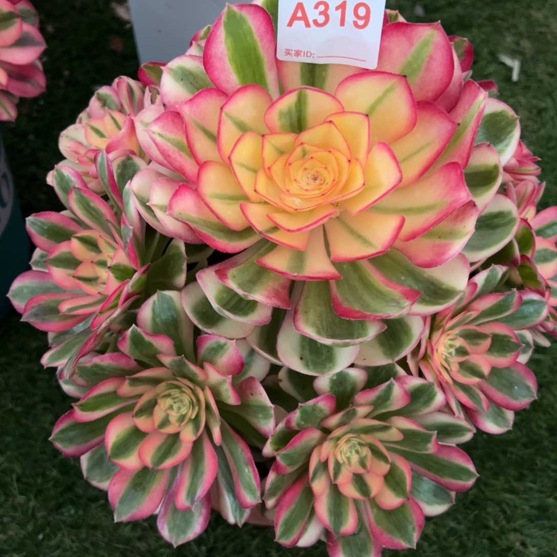 319倾城多肉植物法师