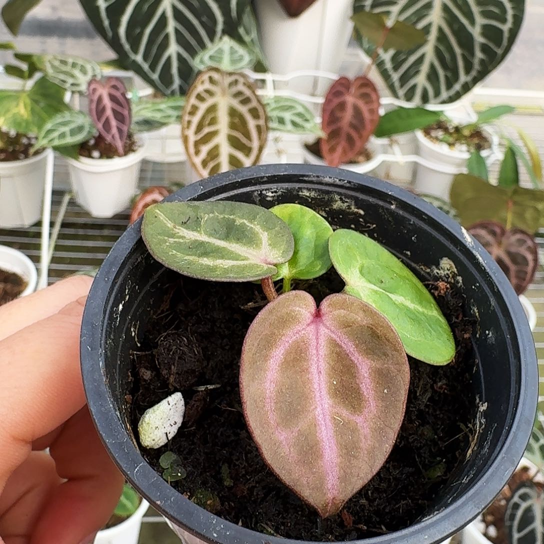 完全开放粉柠檬红杂Nse