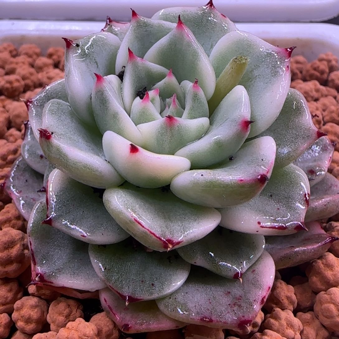 砂罗姬机牡丹锦 多肉