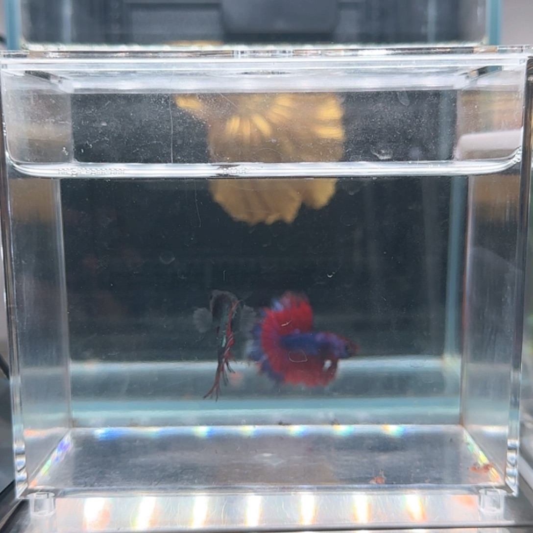 斗鱼活体观赏鱼好养耐活