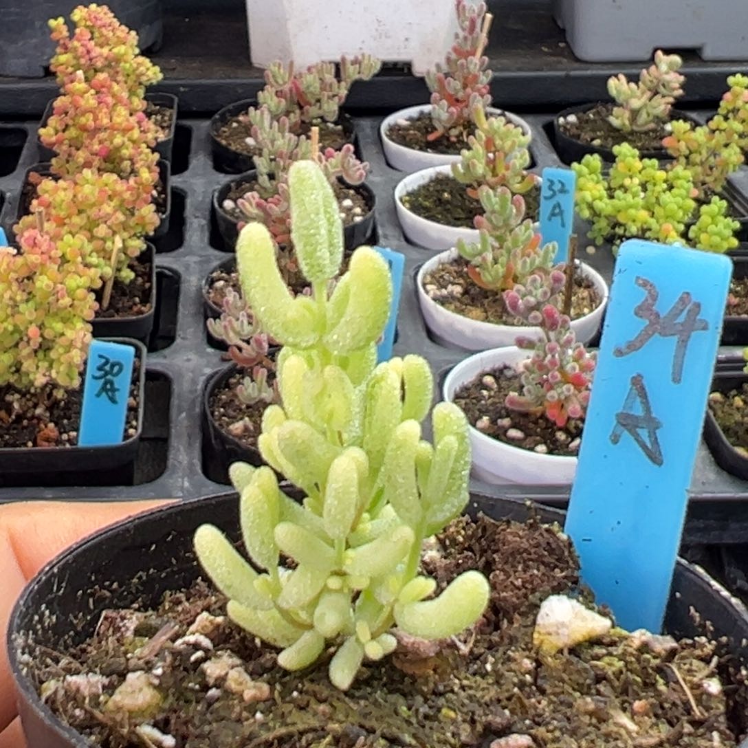 米粒阴阳拉丝锦34号