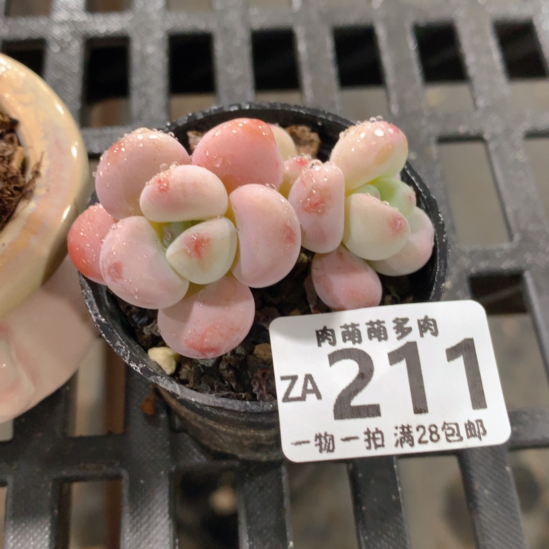 肉萌萌拇指盆精控多肉ZA211