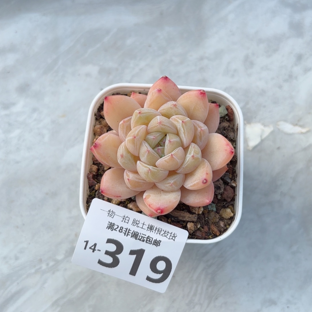 璇玑多肉多肉多肉