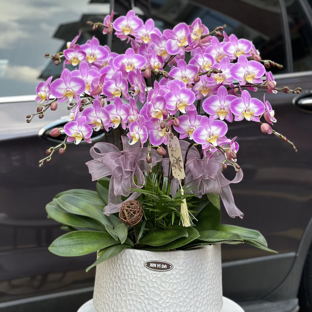 新品【雪山飞狐】3.5寸加高杯 有花健