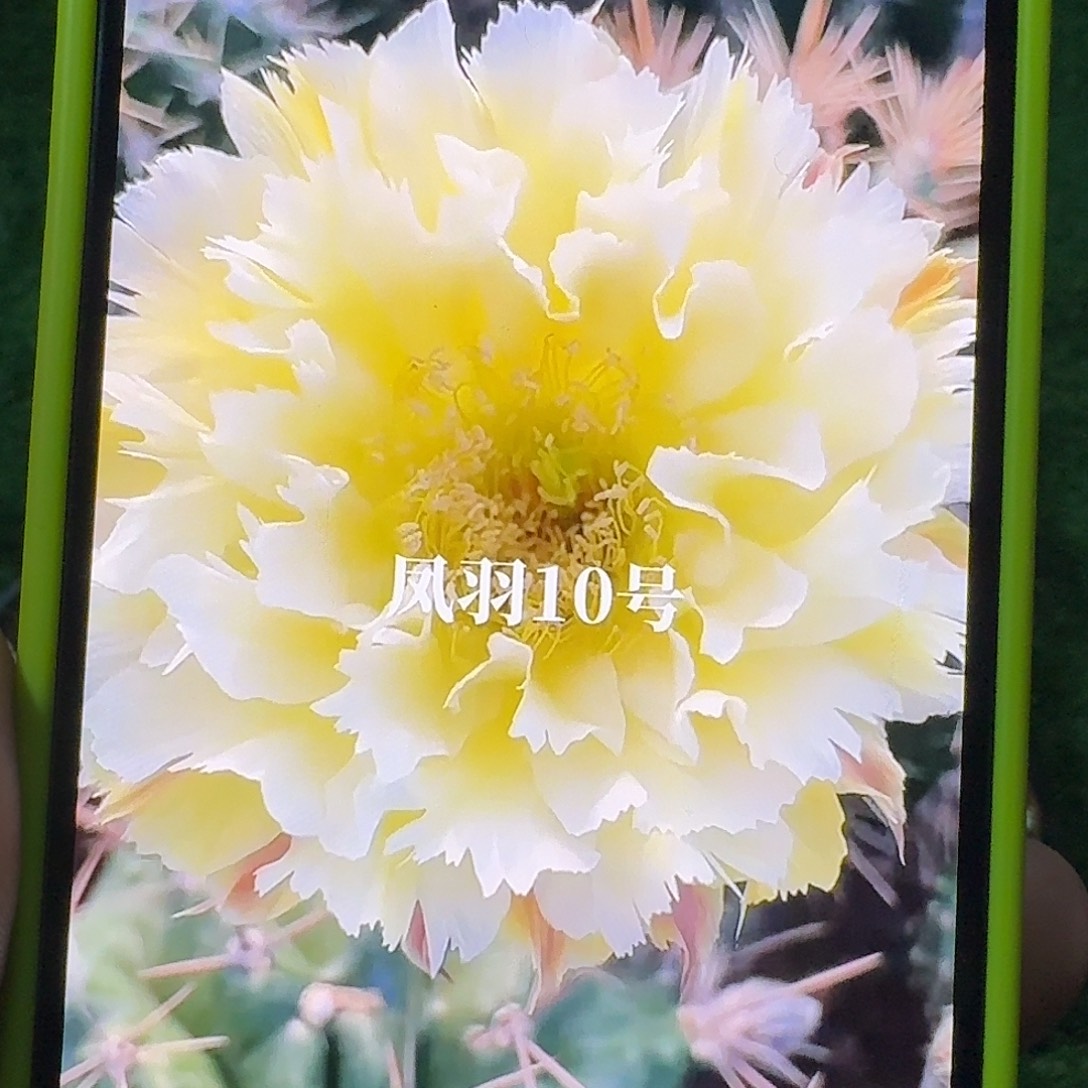 凤羽10号侧牙，尺寸以直播间看到为准，18包邮偏远地区不包邮