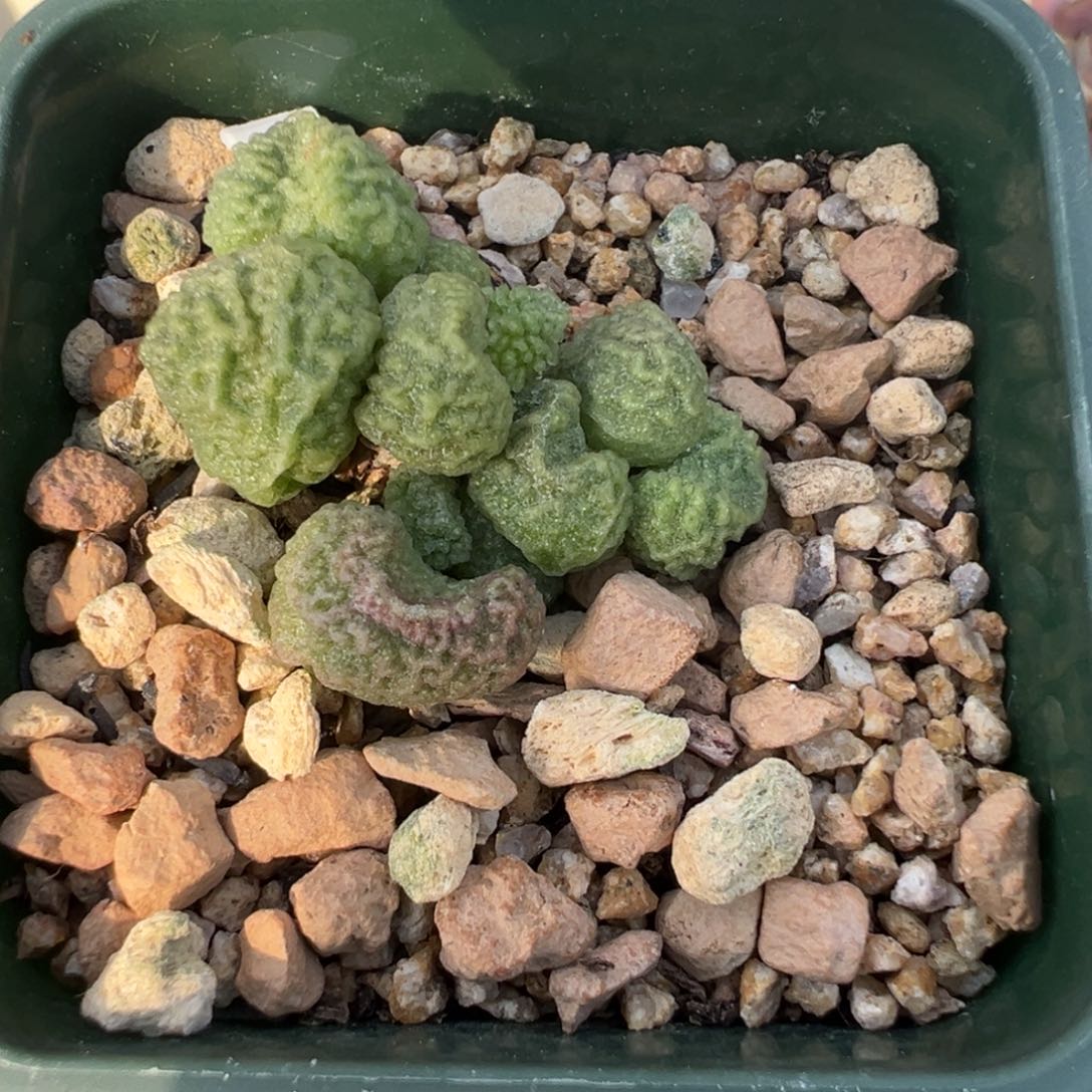 49 号好看的水泡冲冲冲