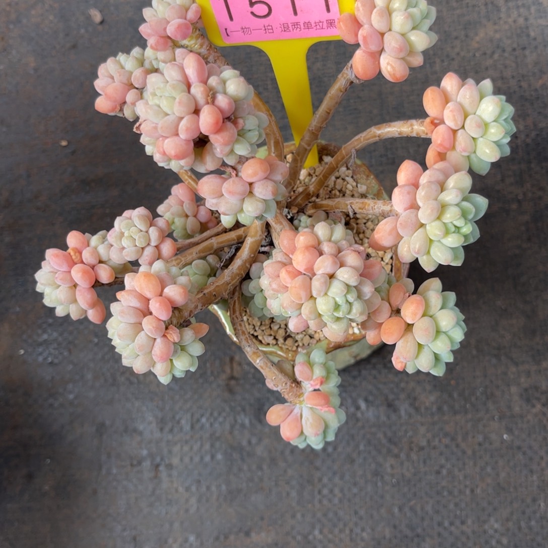 月***！云尘多肉一物一拍不含盆1511