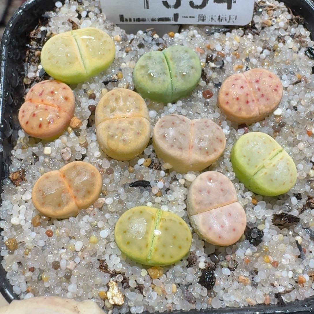 zzz精品也福利1334