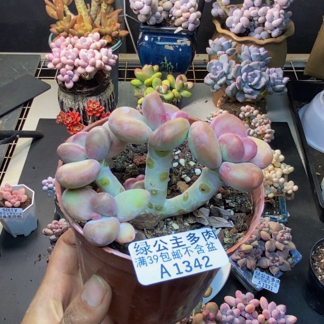 342芒果奶kk奶多肉7c m