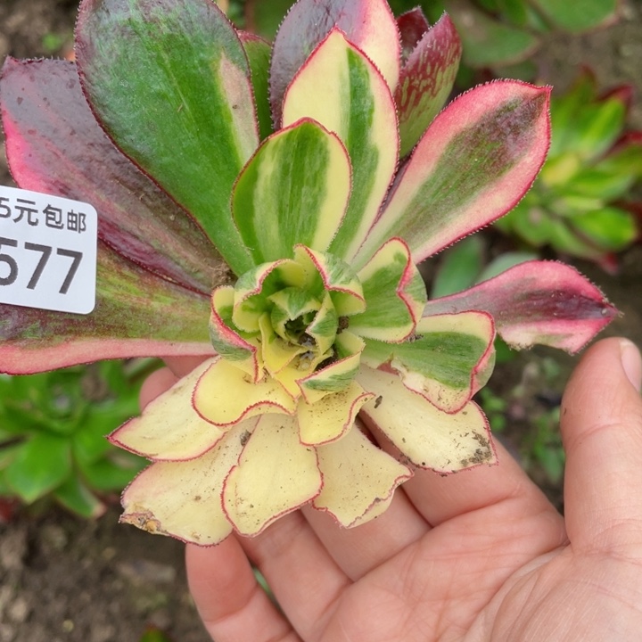 577魅影七彩多肉12345678