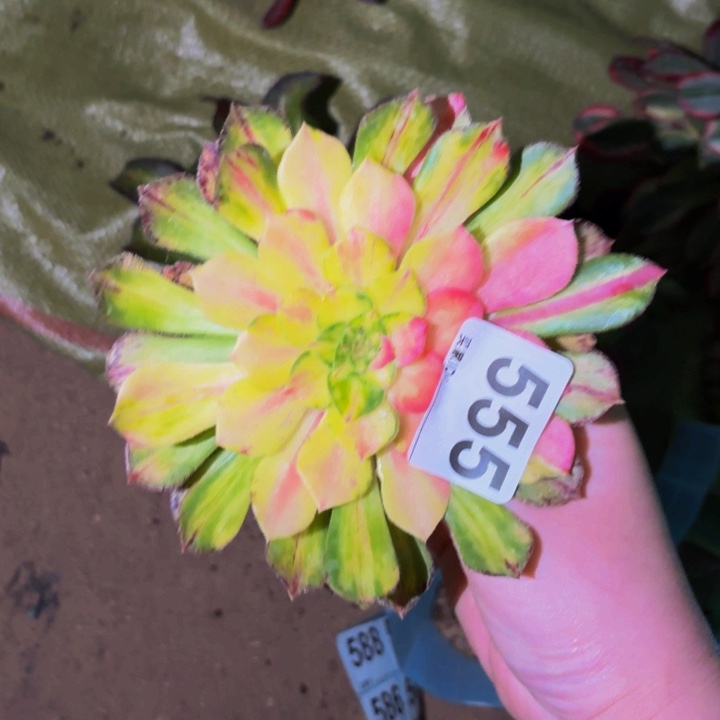 555四代知否多肉植物不售后