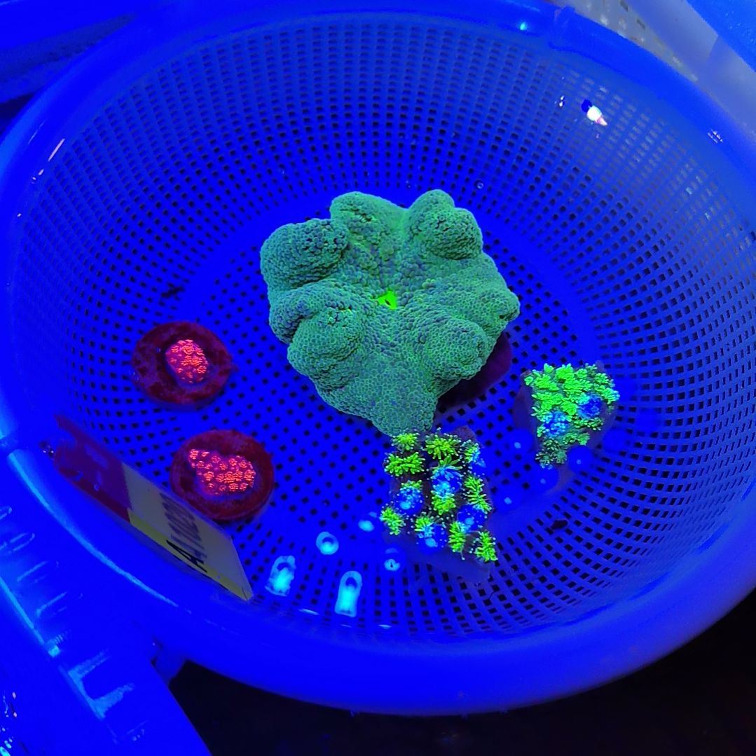 草皮珊瑚珊瑚套餐346