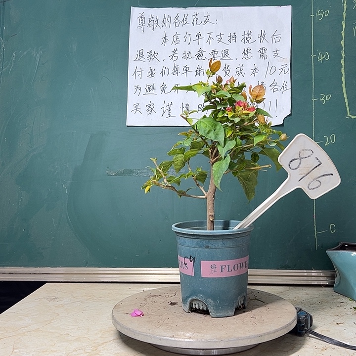 完全开放橙九月有一条枝条开红花 876