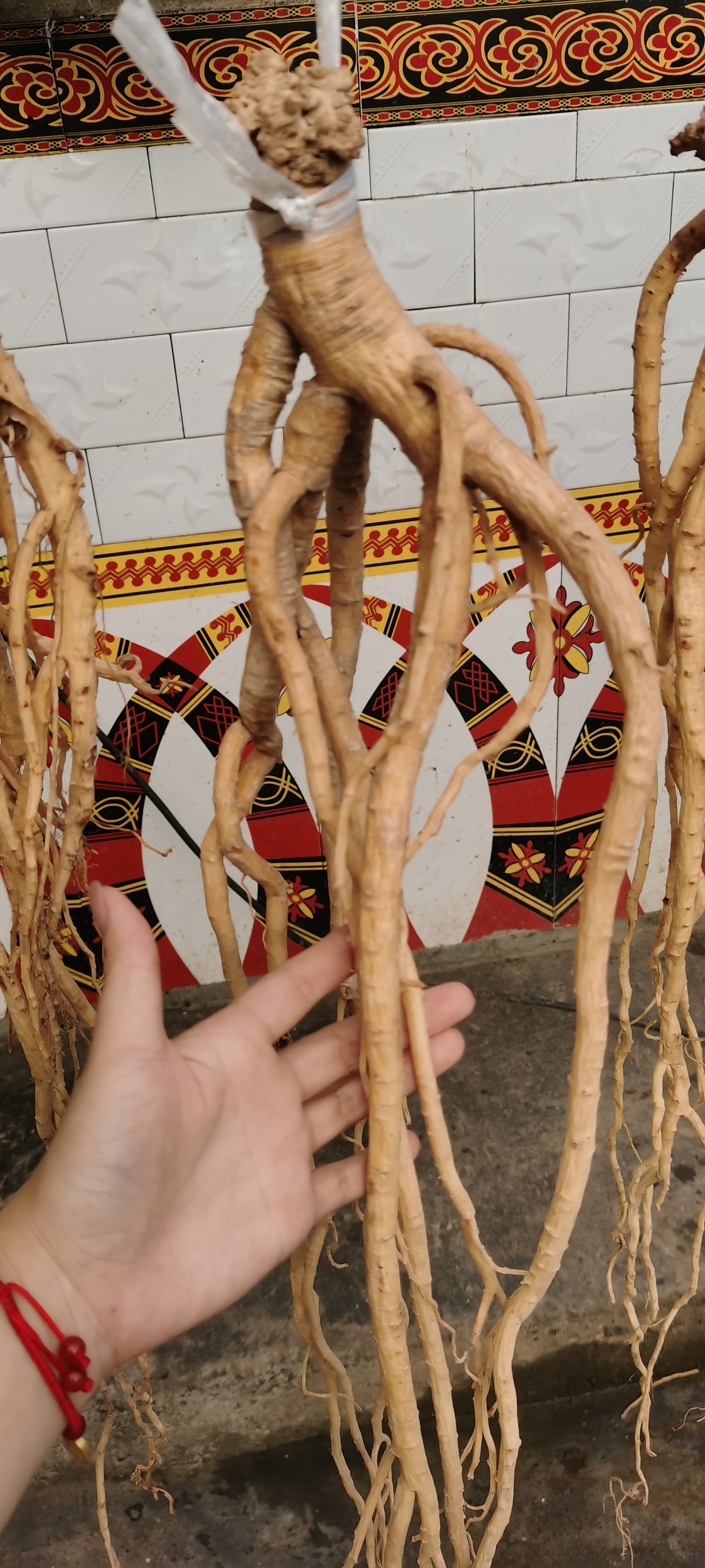 野党参（半干的）顺丰包邮